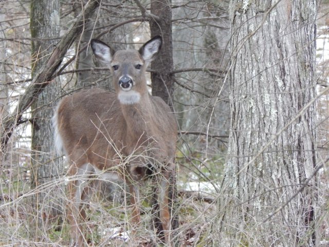 This deer appeared like a spirit messenger when I thought about turning back. I think she may be pregnant.