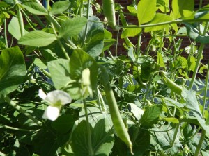 Pea vines with pods and flowers