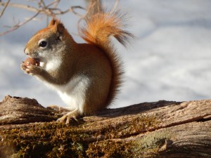 Red squirrel eating an acorn