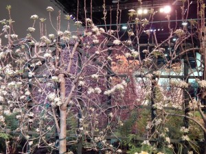Espaliered fruit trees in bloom at the flower show