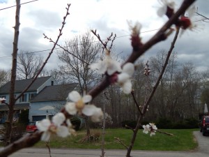closeup of blooming apricot