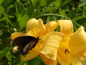 Butterfly perched on a yellow day lily