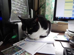 Tinkerbelle, a black and white cat, on a desk