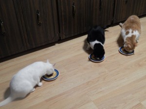 Xia, Tink, and Noodle (left to right) in November 2015. It's still rare for them to eat together this peacefully.